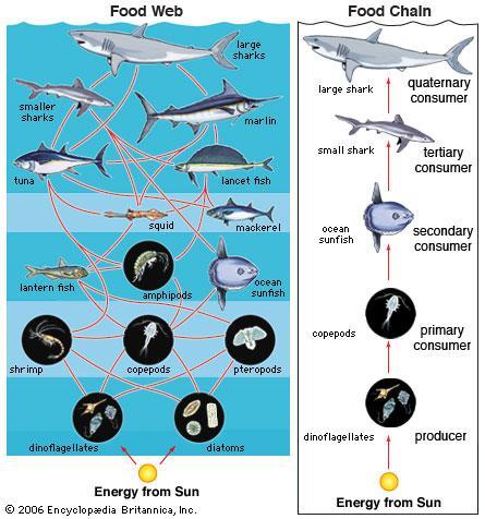 Marine Ecosystems & Food Webs Phytoplankton (single celled producers) float on the surface and produce ~99% of the