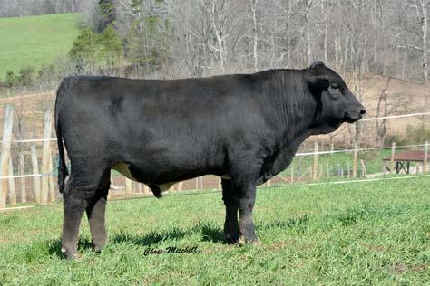 He's got growth, good frame and will make beautiful calves, just like his daddy; and he's not even a year old yet!