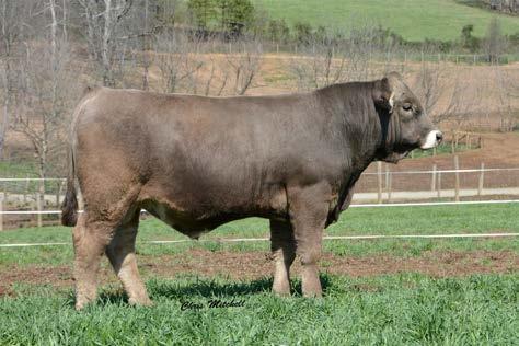 626D ranks in the top 20% for calving ease and top 1% for REA in the Braunvieh Association data base. Page 6 WW GENESIS 557C WW XEROX 626D Bull BC89657 Birth Date: 03/24/2016 Tattoo: 626D CED 8 BW 1.
