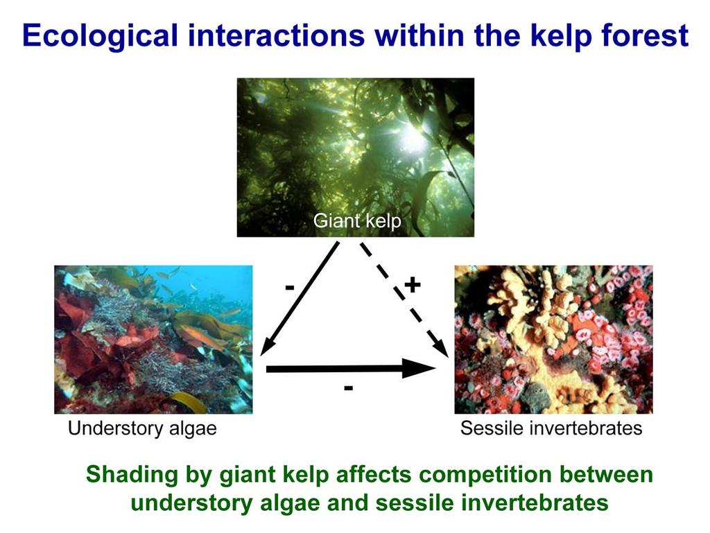 The patterns of algae abundance and diversity at Wheeler North Reef can be explained by ecological interactions in the kelp forest Understory algae and sessile invertebrates compete for hard