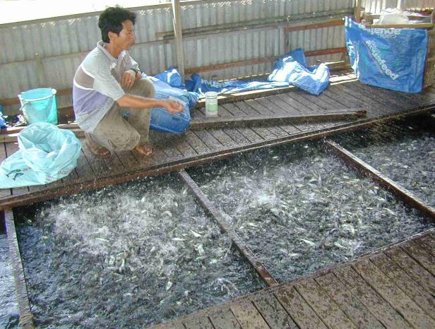 The stages of aquaculture development in