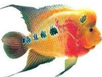ornamental fish, providing