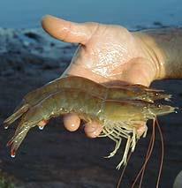 vanamei In 2014, - Brackish water shrimp farming area: 685 thousand