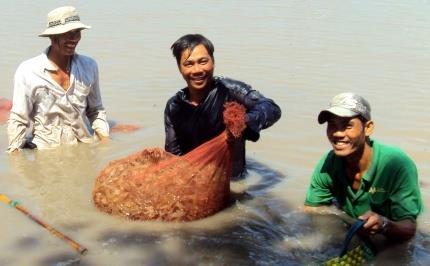 4% compared with 2013, including white shrimp reached 400 thousand