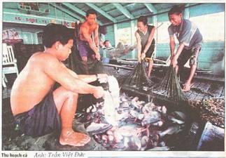 The stories about Pangasius catfish of Vietnam 1- High productivity - Stocking density: