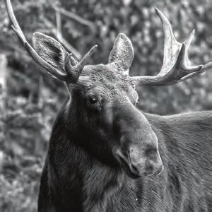 MOOSE The 2015 moose season tallied 74 moose and concluded with a statewide success rate of 69%. One hundred and eight permits were issued.