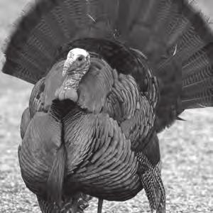 WILD TURKEY Spring 2015 Gobbler Season (May 3-31, 2015): The May 2015 turkey season harvest was comprised of 13 bearded hens, 1,358 jakes (33.0%) and 2,635 toms (66.0%), for a total of 4,006 turkeys.