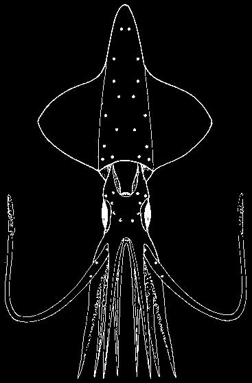 connectives)................................ 16 12a. Hooks present on tentacular clubs (tentacles and clubs are lost in mature animals) (Fig. 27).... Onychoteuthidae 12b.