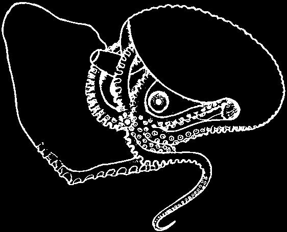 166 Cephalopods 34a.