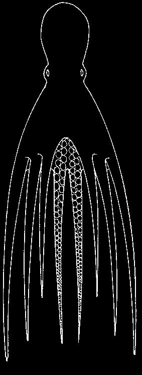 Dorsal water pores absent; web, when present, not as above................ 36 Fig. 53 Octopodidae Fig. 54 Tremoctopodidae Fig. 55 Argonautidae Fig. 56 Ocythoidae 36a.