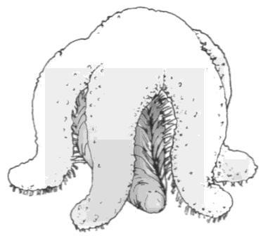 Rows of tiny hydrostatically operated tube feet in a groove in each arm. The mouth is situated centrally on the under surface, while the anus is on the upper side.