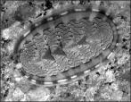 most common group of organisms of the class polyplacophora Chitons: All chitons are marine Habitat of most is rocky intertidal zones and just below low tide level Some live as deep as 7000 m