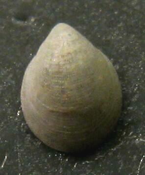 Class Monoplacophora - single shell bearing (Monoplacophorans)