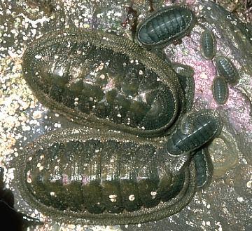 Class Polyplacophora chitons (many (7-8) plates bearing ) Chitons are flattened & dorsally convex.