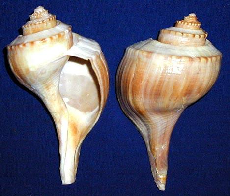 Whelks Sea snails;