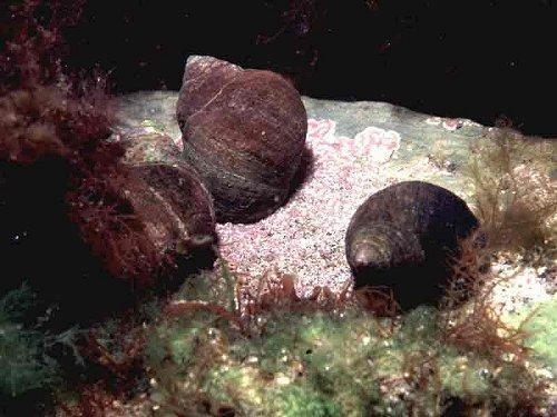 gastropod mollusk