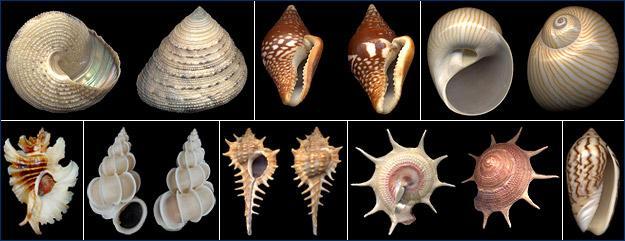 3 Gastropods have a heavy single shell (univalve) that is normally external and coiled or uncoiled.