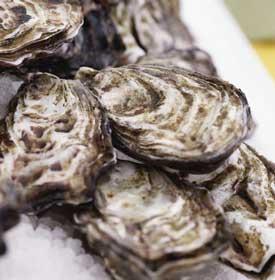 Oysters live in marine or brackish habitats attach