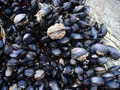 Mussels - saltwater and freshwater clams whose shell outline