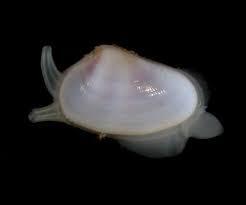 Bivalves are normally filter feeders, drawing water into the shell through a