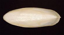 Cuttlefish (Sepia) -internal shell (cuttle bone).