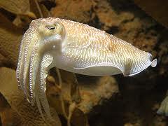 and has fins that extend along the entire length of the