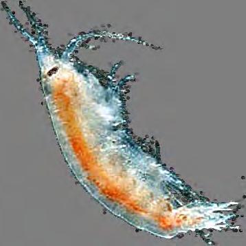 Cyclopoid Copepods