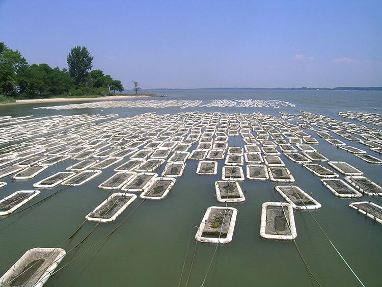 htm] Single oysters are produced by introducing eyed larvae (250 larvae per square inch or 100 per square cm of bottom surface area) into containers with fine mesh bottoms (l50- to 180-µm) and a thin