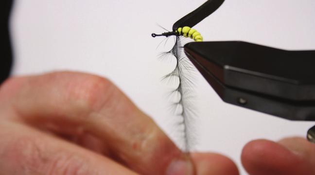 Take your hackle and spread the fibers with your thumb and forefinger.