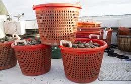 SHELLFISH FARMING A CASE STUDY Strong political support in Virginia and Maryland States bordering the Chesapeake Bay heavily invested in industry growth Virginia oyster farming generated more than
