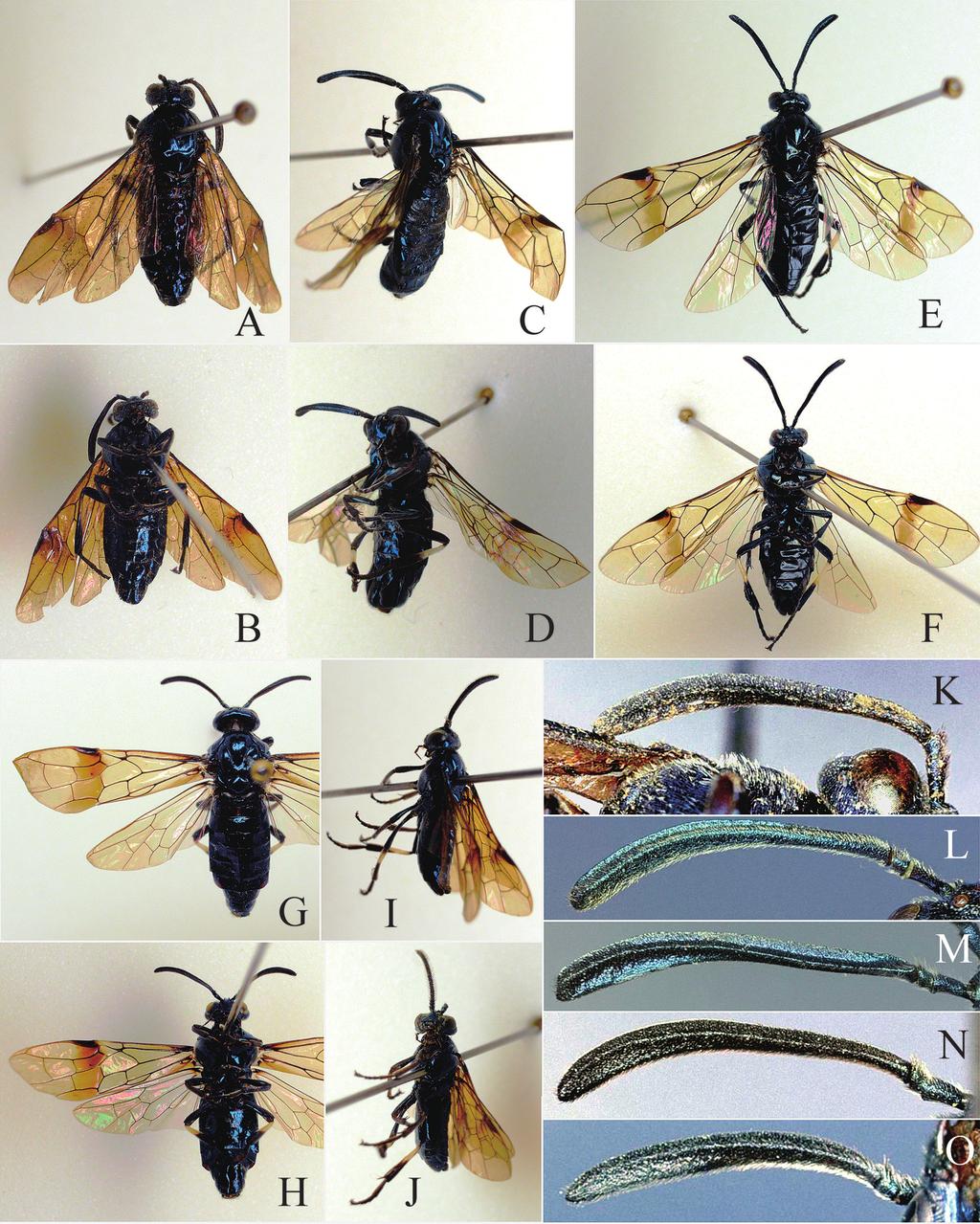 Sawflies of Arge thaumatopygia Group 133 Fig. 1. Arge thaumatopygia (A, B, K), A. niuae (C, D, L), A. metalloflagella (E, F, M), A. curvatantenna (G J, N) and A. meliosmae (O).