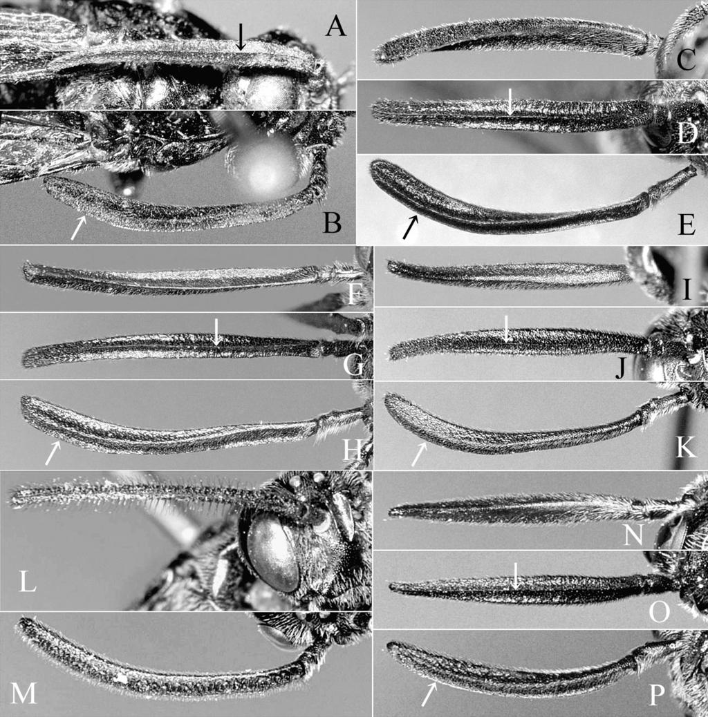 Sawflies of Arge thaumatopygia Group 137 Fig. 5. Antennae, inner ventral (A, D, G, J, L, O), inner lateral (B, E, H, K, M, P) and outer dorsal (C, F, I, N) view, females (A K, N P) and male (L, M).