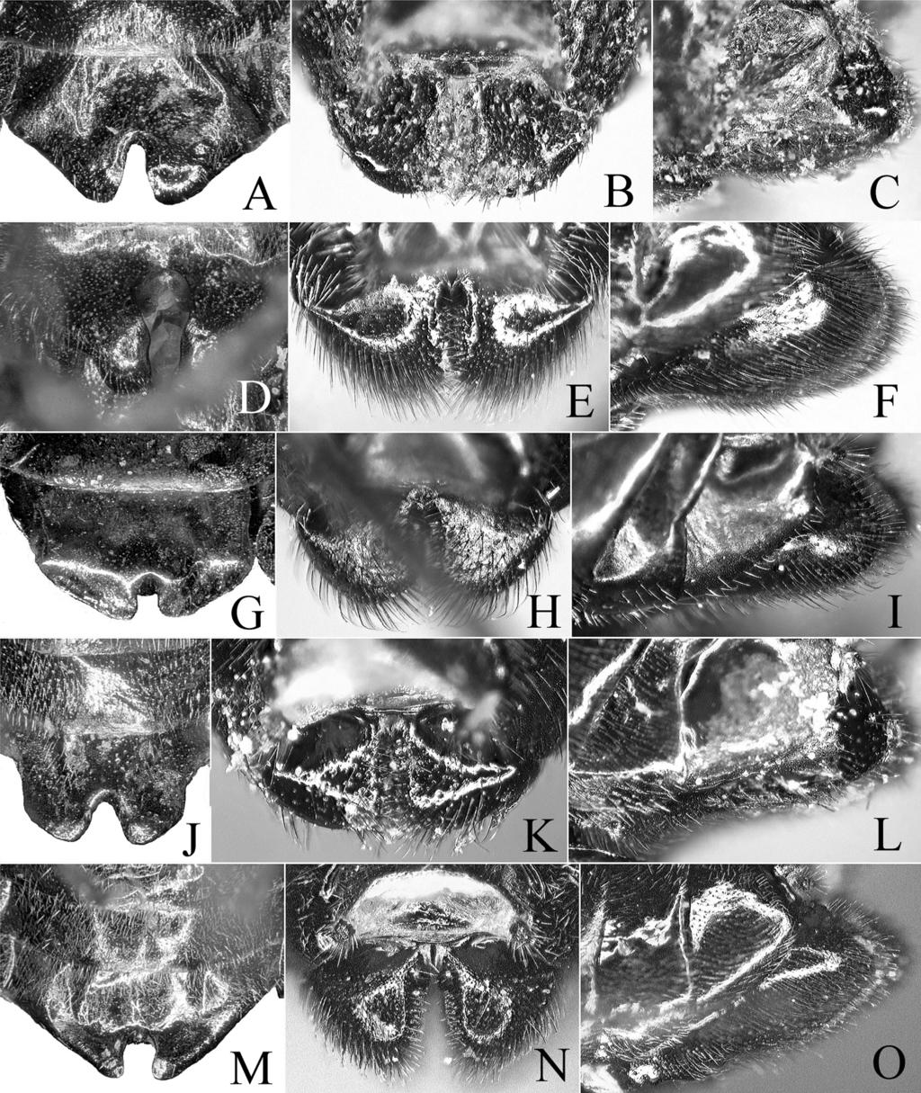 138 Akihiko Shinohara, Meicai Wei and Hideho Hara Fig. 6. Hypopygia, ventral view (A, D, G, J, M) and sawsheaths, dorsal (B, E, H, K, N) and lateral (C, F, I, L, O) view.