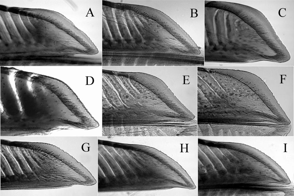 Sawflies of Arge thaumatopygia Group 139 Fig. 7. Apical parts of lances, lateral view. A, Arge thaumatopygia, holotype; B, do., paratype; C, A. niuae, holotype; D, A. metalloflagella, holotype; E, A.