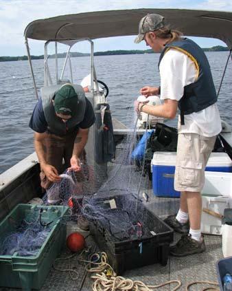 Proposed Netting Method Summer sampling Two types of gillnets Large mesh (North American standard) Small mesh