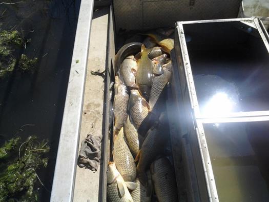. Mean Wr P-M (19-25 ) 78 94 Mean Wr M-T (25-33 ) 82 95 Howard City Lake Special Project Analysis of Selective Carp Removal Howard City Lake contained a moderate density of large common carp.