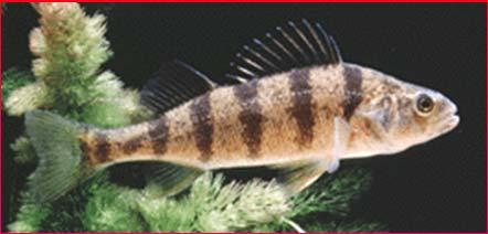 Impacts on Fishes: Ecological Surprises 35 Preferred temperature (ºC) 30 25 20 15 10 5 0 Warm Cool