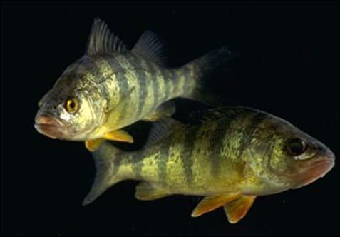 Impacts on Fishes: Ecological Surprises?