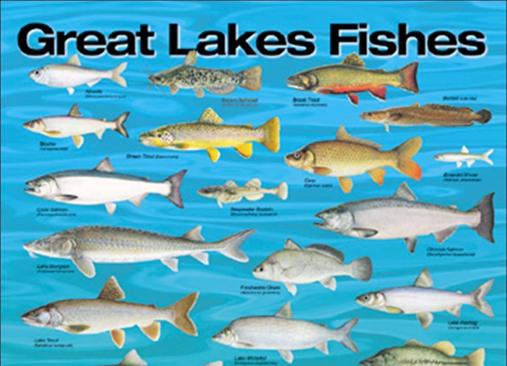 Great Lakes Fish Community Diverse fish
