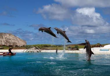 From a waist-deep platform, observe the dolphins while they perform high-energy behaviours. Dolphins play, kiss and even "dance" with the guests!