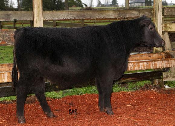 SC: 36 cm This long bodied, big bellied son of our senior herd sire, Justamere Mile High 601B, is a lot like his sire, very quiet, super sound and good footed with tremendous calving ease and growth