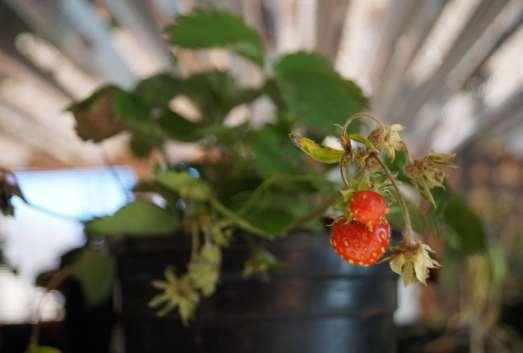 Strawberry/Ken/niiohontesha It is the first berry food to appear in the spring and this sacred plant is gathered at that time and eaten as a blood