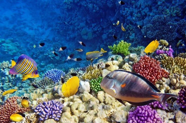Background information: Coral reefs, also known as the rainforests of the sea, are one of the most diverse and ecologically complex marine ecosystems.