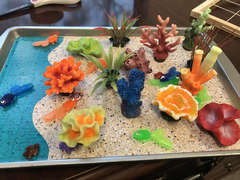 1. Have students start by creating a model coral reef on the sandy portion of their tray.