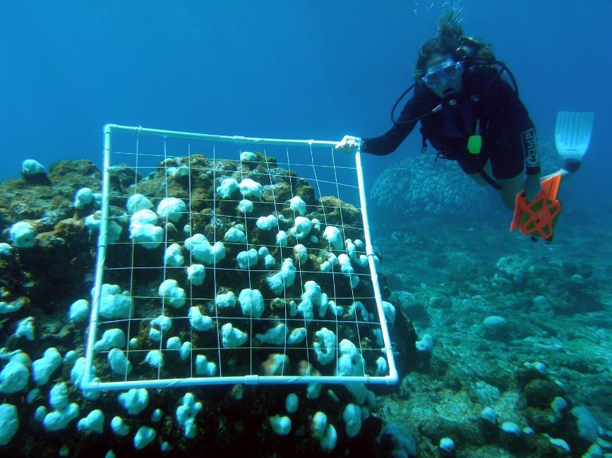 Be sure to outline the entire coral in your data collection, even if it is found in multiple boxes. 3. For each coral that has been removed or damaged by the ghost net, mark the circle with an X.