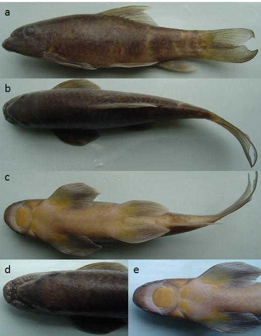 Mô tả ba loài mới trong nhóm cá bậu, giống Garra hamilton, 1822 (cyprinidae, cypriniformes) được phát hiện ở bắc Việt Nam Hình 2. Cá Bậu Quảng Trị Garra quangtriensis sp.n. (L = 145mm, Lo = 113mm) Ghi chú: a: Nghiêng; b: Sấp; c: Ngửa; d: Mặt lưng của đầu; e: Mặt bụng của đầu Miệng dưới, hình cung tròn.