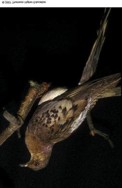 Chapter 11: Sustaining Biodiversity-The Species Approach PASSENGER PIGEON > Uncontrolled commercial