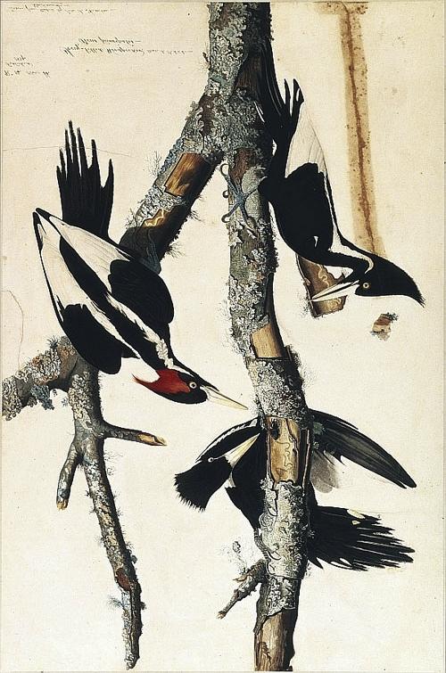 Ivory-billed woodpecker Thought to be extinct Sighted in Arkansas 2005