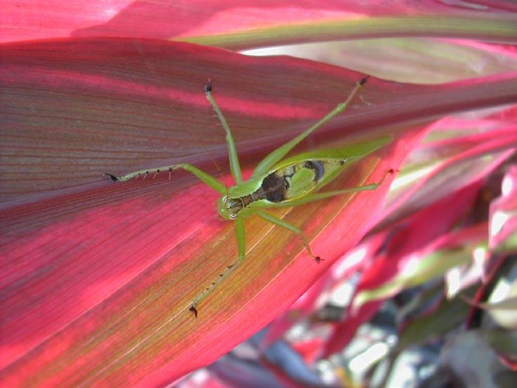 Opportunities: Photo Contests! Page 7 Show off your great bug photos! Try one of these activities to see and share bug photos: 1. Hold a bug photo contest with your friends or at school.