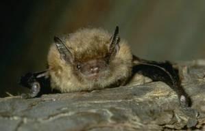 Wings in the Dark U.S. Fish and Wildlife Service The number of bats worldwide is in serious decline. Some people might think Geraldine Griswold is batty. Some say she has bats in her belfry.
